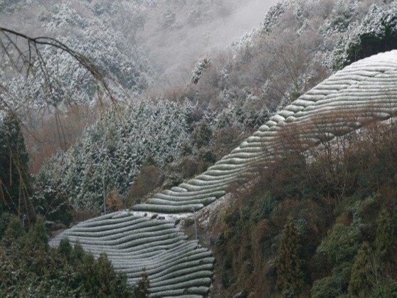 和束　茶畑景色