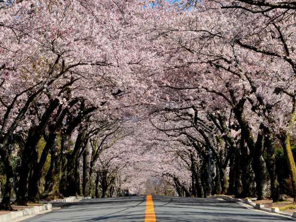伊豆高原桜まつり（毎年3月中旬～4月上旬）。約3ｋｍ続く桜のトンネルは、春のイチオシスポットです♪