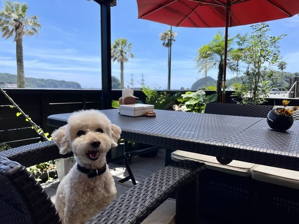 愛犬とのんびり旅いかがですか