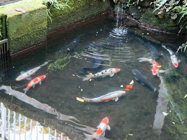 *自然の湧き水を使い約千匹の鯉を養殖しています