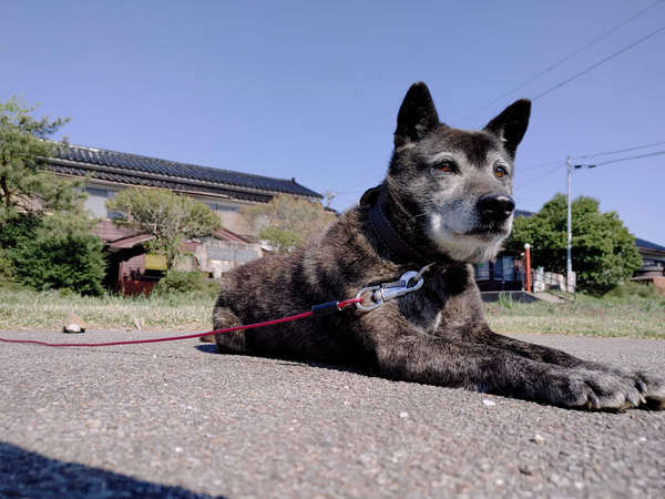 民宿 桃華園＜佐渡島＞の写真その5