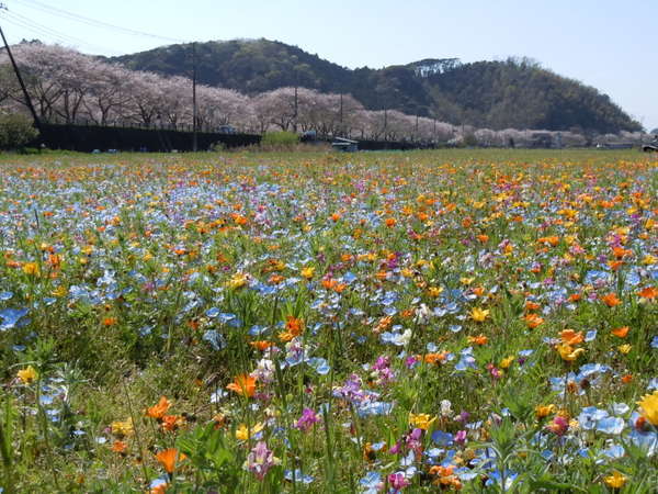 松崎の田んぼを使った花畑。５月の連休まで楽しめます