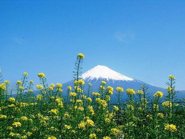 菜の花畑と富士山