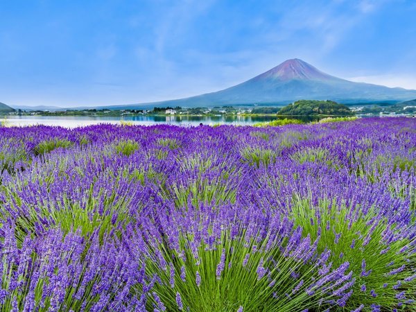 ホテルマイステイズ富士山 展望温泉の写真その2