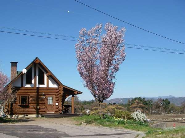 オオヤマ桜とログハウス　眺望もバッチリ