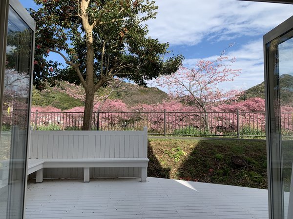 テラスから河津桜が一望できます。BBQ もできます。