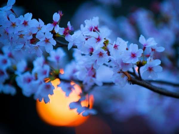 夜桜♪