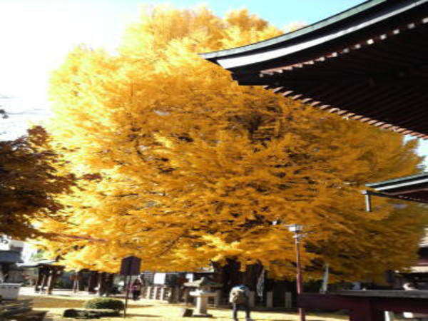 秋には宿のまん前にある国分寺の大銀杏がとても綺麗です。