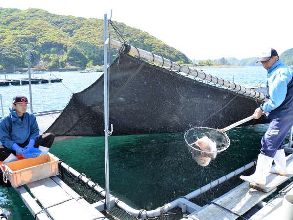 真鯛養殖の筏から新鮮な真鯛を網ですくう