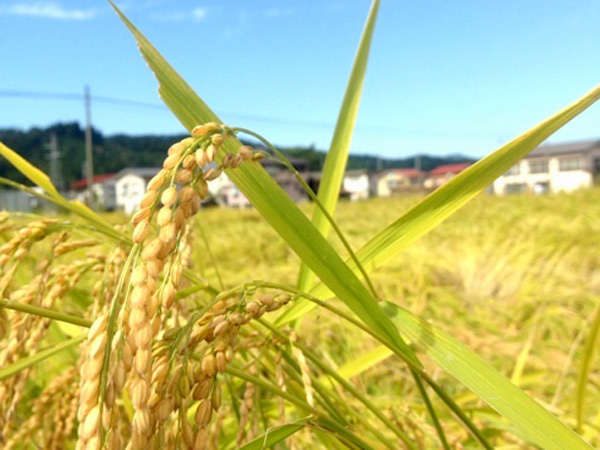 黄金色の稲
