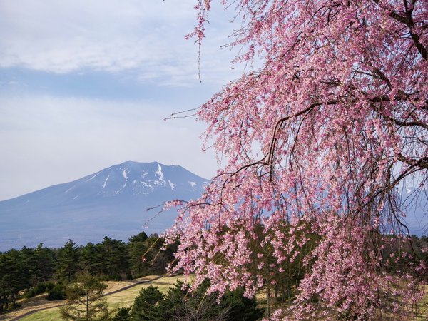 冠雪の浅間山と桜（4月下旬頃）