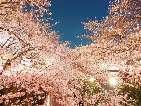 温泉と桜の調べ、心に響く至福のひととき