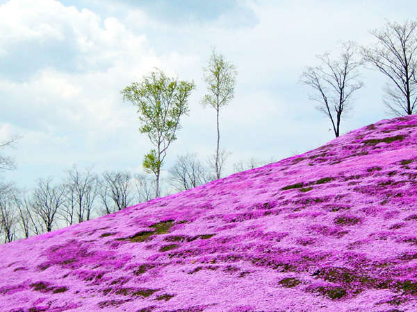 【芝ざくら滝上公園】