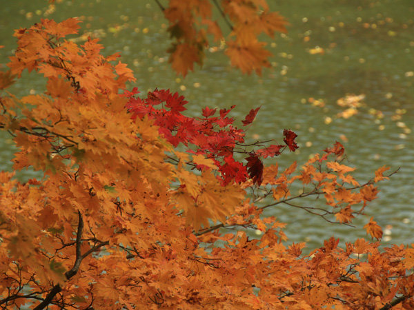 【紅葉】季節ごとに美しい景色をお愉しみいただけます。