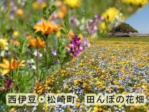 西伊豆・松崎町の田んぼの花畑