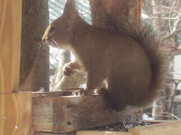 ひまわりの種が大好物