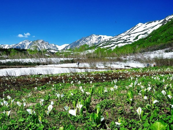 春の栂池自然園。水芭蕉の群生は見どころのひとつ。