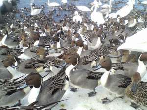 お幕場大地公園]で数百羽の群れの中で白鳥やカルガモ