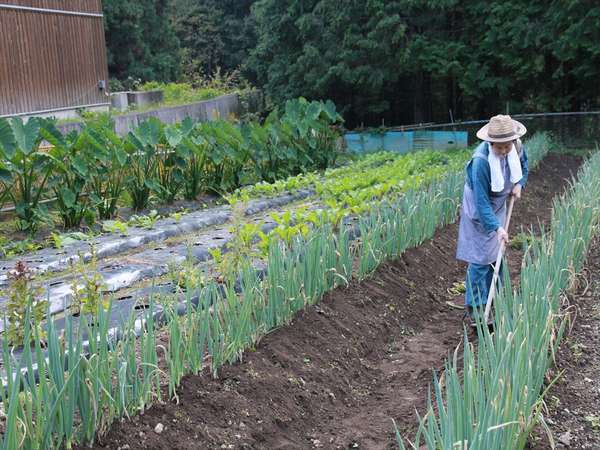 安心野菜で朝食