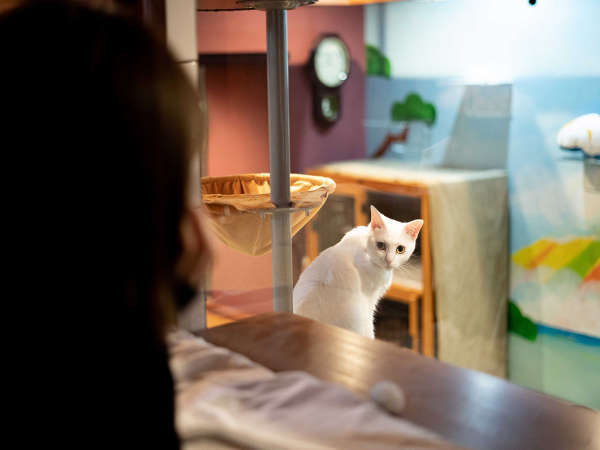 ねこ浴場&ねこ旅籠 保護猫カフェネコリパブリック大阪の写真その4