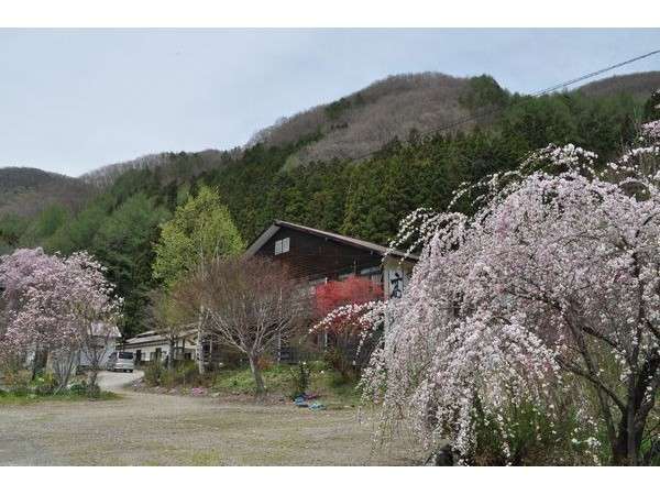 桜満開にかこまれた高野旅館です♪(去年のGWの風景）