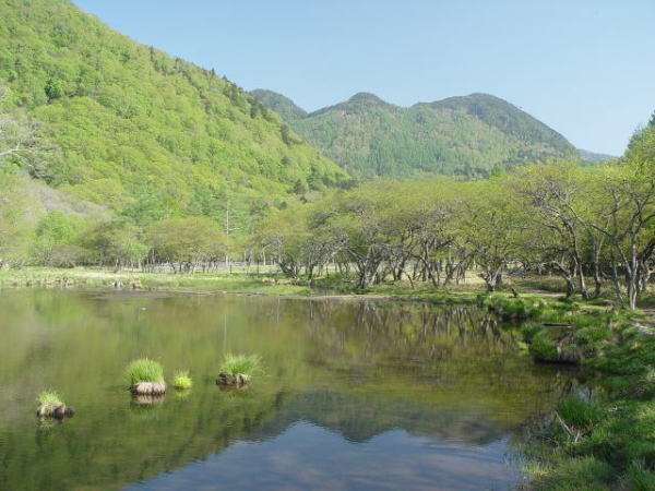 新緑の光徳沼