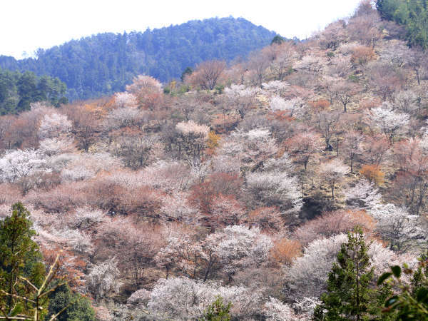 日本一の桜の名所として知られる吉野山☆世界遺産にも認定されています！