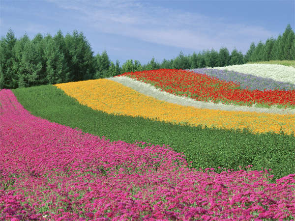 【花の虹　ファーム富田】彩りの畑》