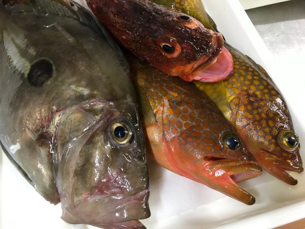 一本釣りの天然地魚（マトウダイ・キジハタ・カサゴ）