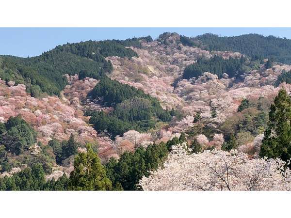 当館から３分の吉水神社から眺められる一目千本桜♪