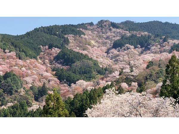 ひとりでも“自分らしく”泊まれる宿 吉野館の写真その5