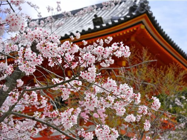桜シーズン