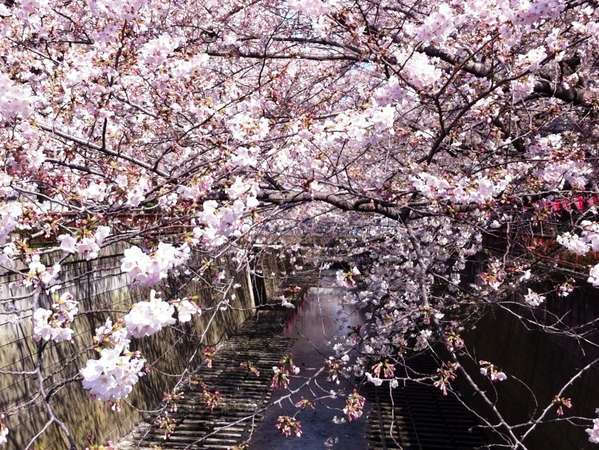 目黒川の桜 …ホテルから2分