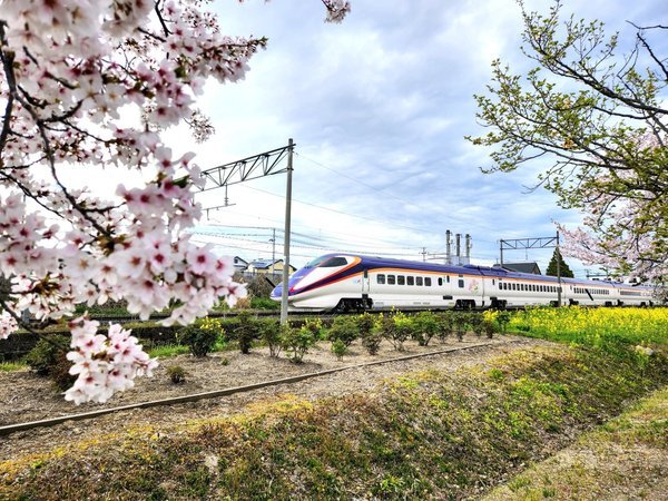 ■2024年4月16日のまほろばの緑道の桜と新幹線