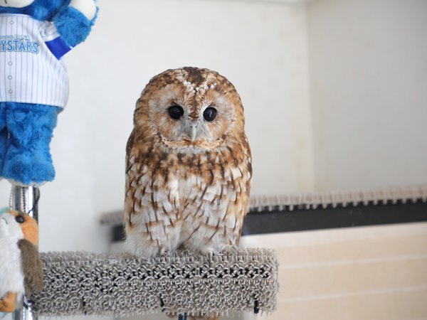 HOTEL OWL Tokyoの写真その5