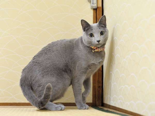 猫女将リリーご挨拶を終え、「失礼します」