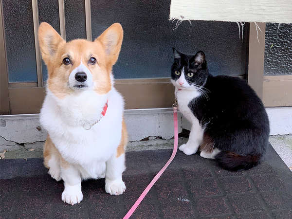 ・宿内にホスト犬と猫がいます。犬猫がお嫌いな方にはご迷惑をおかけいたします。