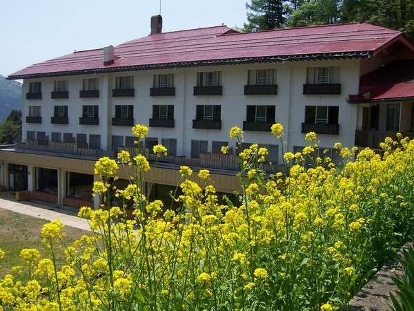 ホテル敷地内の菜の花は５月中旬が見頃を迎える。野沢温泉の菜の花は、実は野沢菜なんです！
