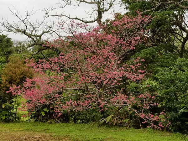 ダイニングから眺める寒緋桜。1月中旬より2週間ほどお楽しみいただけます。