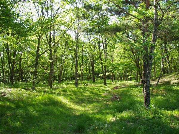 コテージ 北軽井沢ベルエールの森の写真その4