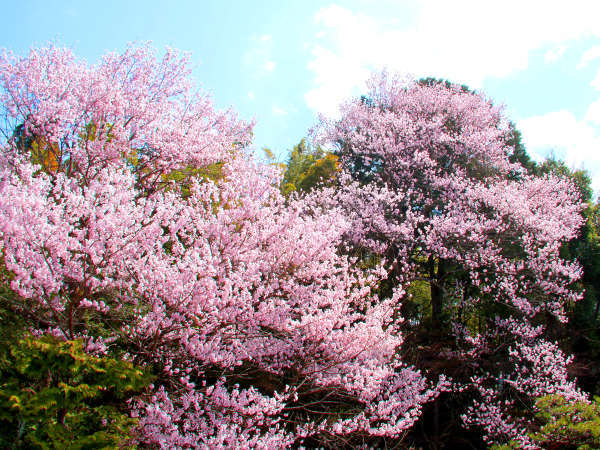 春と言えばお花見☆見事な桜を見ることができます♪♪