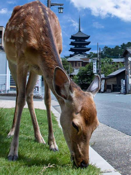 奈良で泊まるシカない。