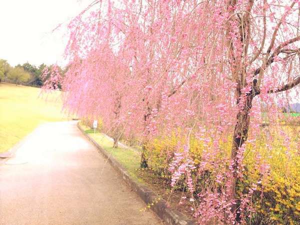 【春】いろいろな種類の桜が咲きます◎お花見にぜひ☆