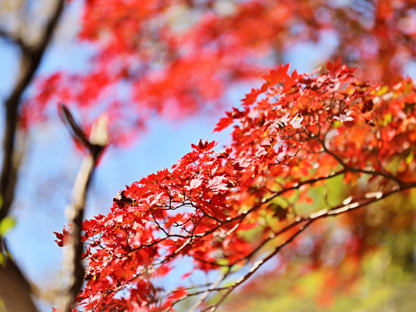 【周辺観光】当宿と雲仙岳は車で約15分。紅葉もお楽しみください。