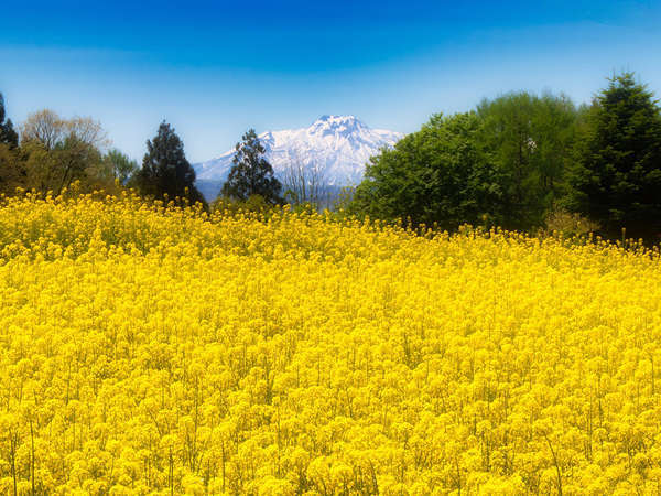 *飯山の菜の花/毎年GW頃に菜の花が見頃を迎え、雪深い信州にもようやく春が訪れます。