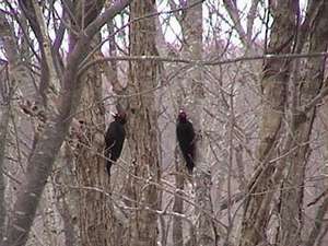 野鳥も多く約２００種います（クマゲラ）