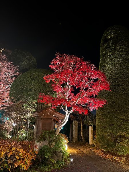 夜　当館庭園ライトアップの様子