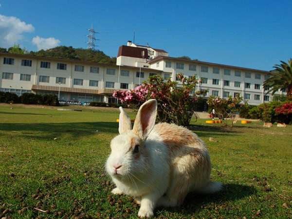 本館前の広場ではウサギ達が皆様をお待ちしております。