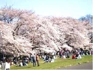 桜の名所　小金井公園