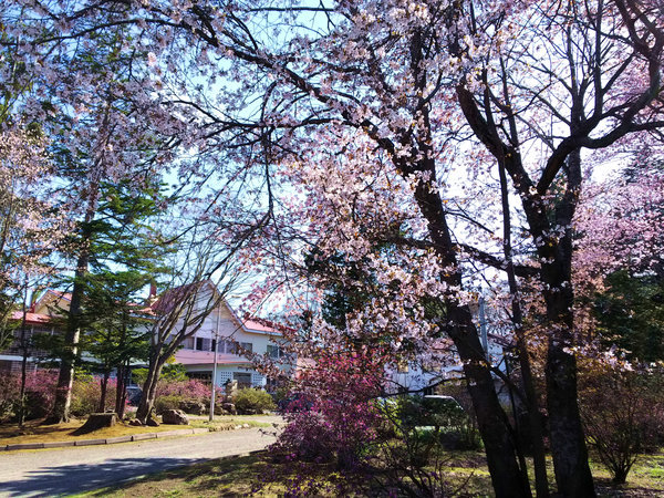 桜の時期には建物周囲の桜の木がぐるりと囲むように花を咲かせます。
